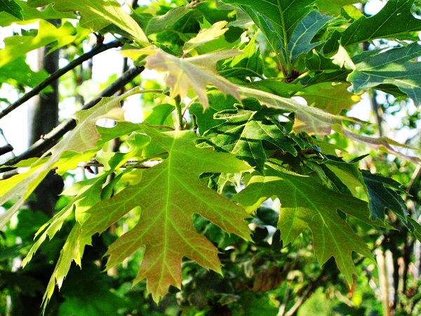 Ąžuolas raudonasis (lot. Quercus rubra) Ąžuolas raudonasis (lot. Quercus rubra)